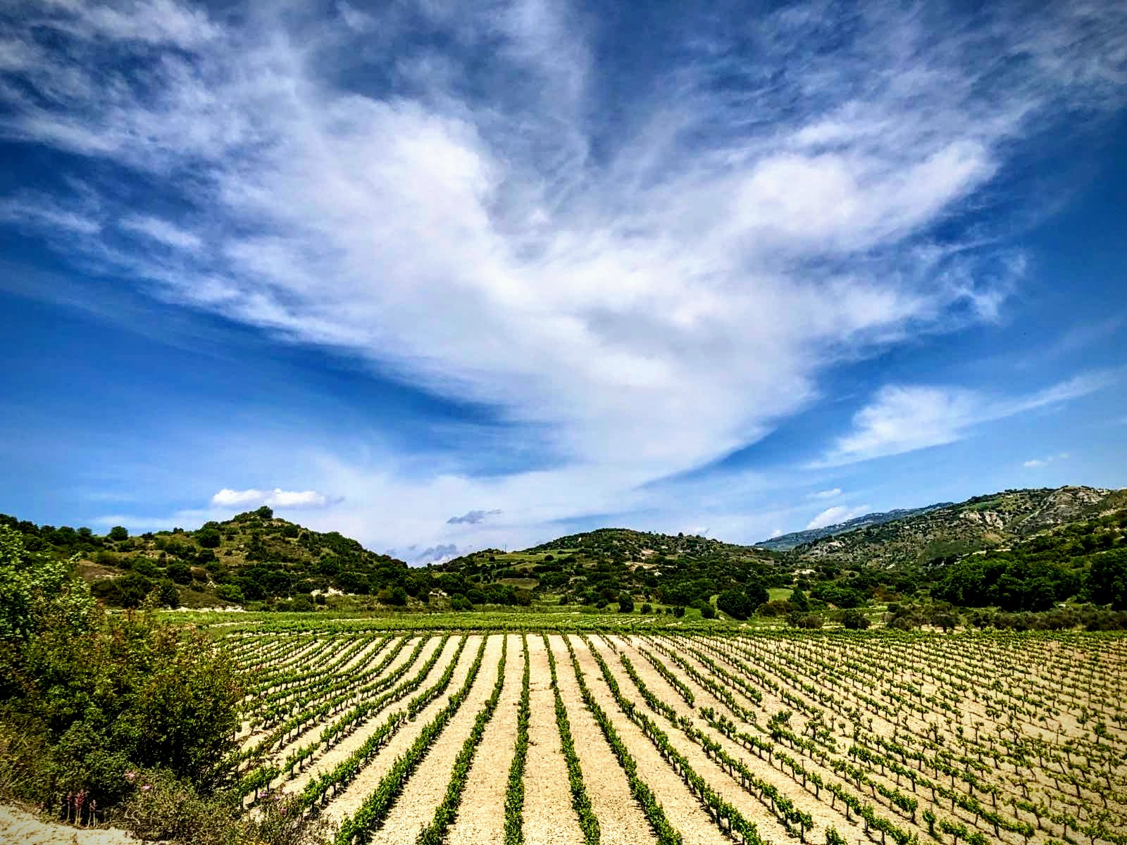 Vineyard rows